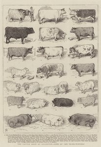 The Cattle Show på Islington, noen av prisvinnerne